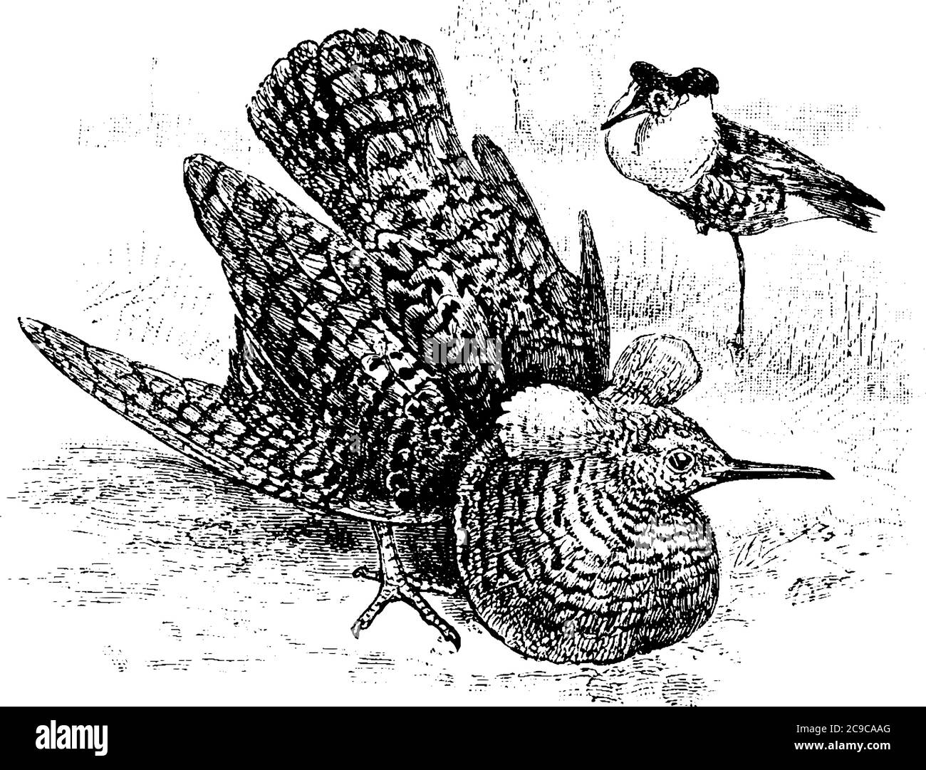 Un uccello di medie dimensioni che si nutre principalmente in paludi e prati, è un lungo collo, grande colletto di piume ornamentali, pancia pentola e tufs testa Illustrazione Vettoriale