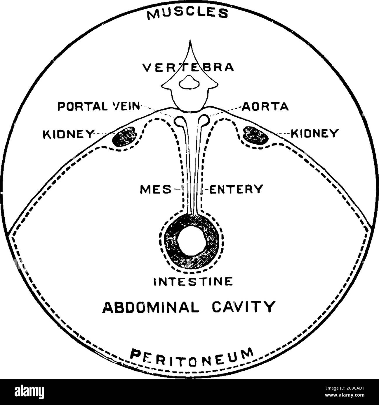 I conigli sono piccoli mammiferi della famiglia Leporidae. Questa figura rappresenta l'addome di coniglio, il disegno di linea vintage o l'illustrazione dell'incisione. Illustrazione Vettoriale