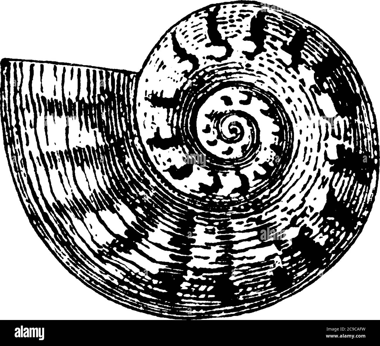 La conchiglia, dura e a spirale, creata da animali che vivono in mare, disegno di linee d'annata o illustrazione dell'incisione. Illustrazione Vettoriale