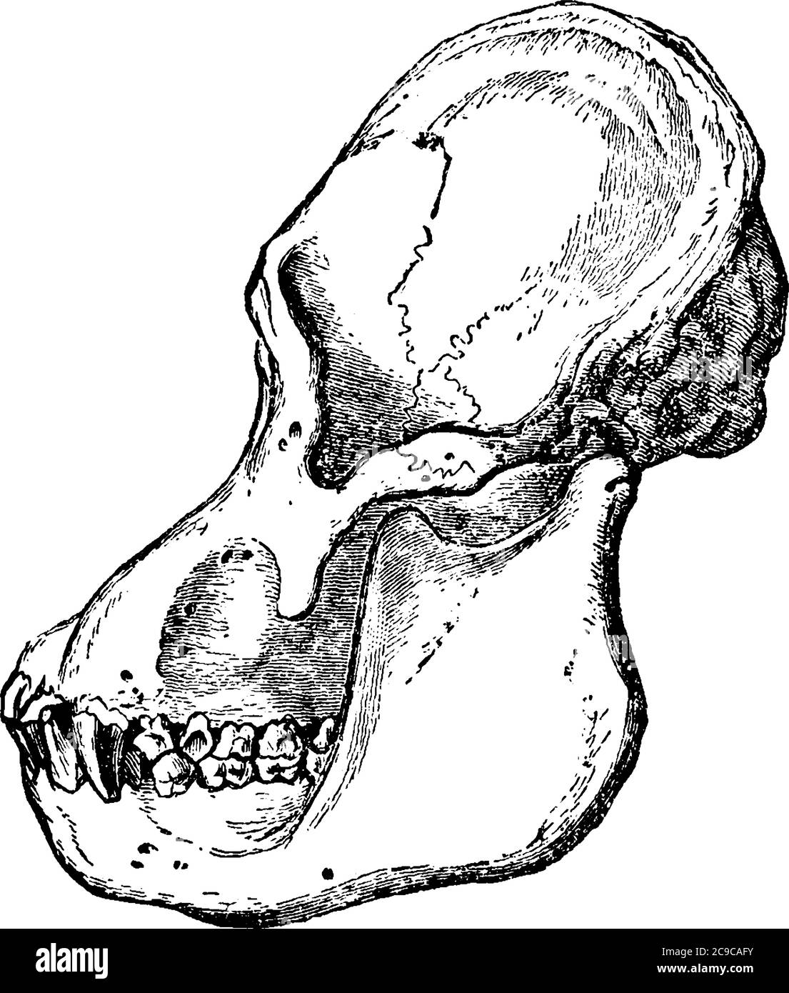 Una rappresentazione tipica della vista laterale del cranio di un Orang adulto, che sono le tre specie esistenti di grandi scimmie, disegno di linea d'annata o eng Illustrazione Vettoriale