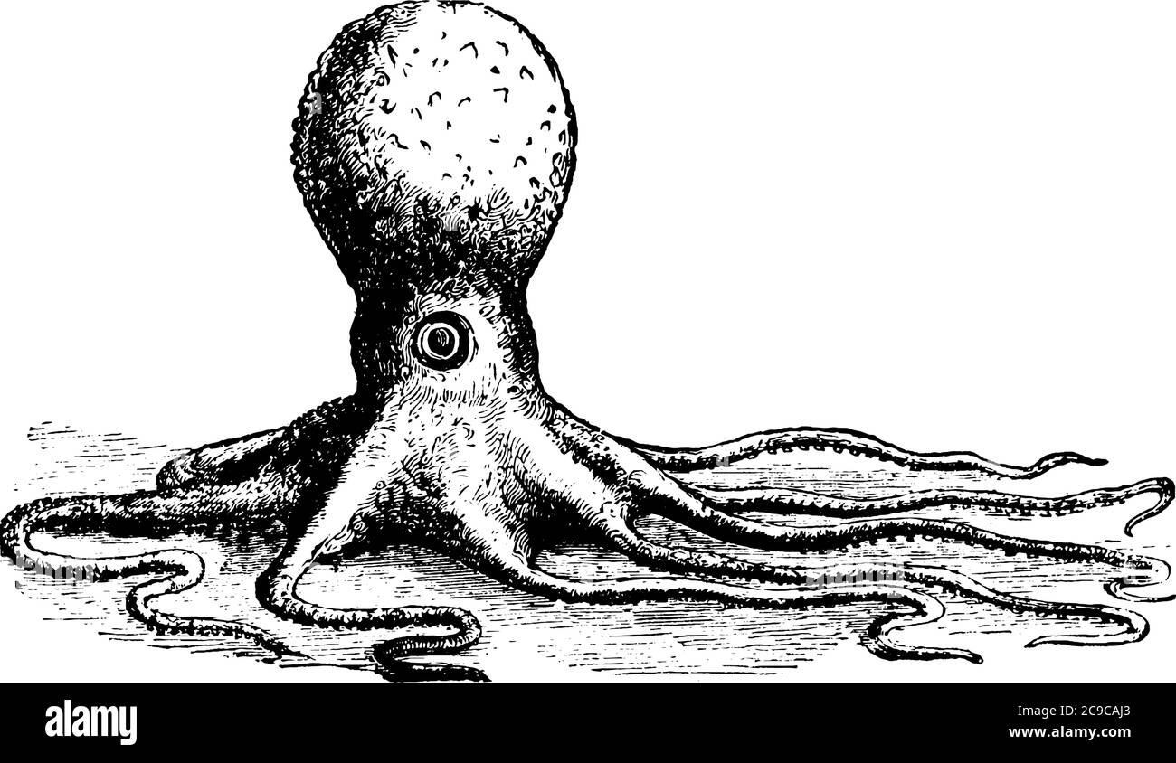 Il polpo è un animale marino dal corpo morbido, ha corpo arrotondato, occhi rigonfianti, e otto braccia lunghe, disegno di linea vintage o illustrazione di incisione. Illustrazione Vettoriale