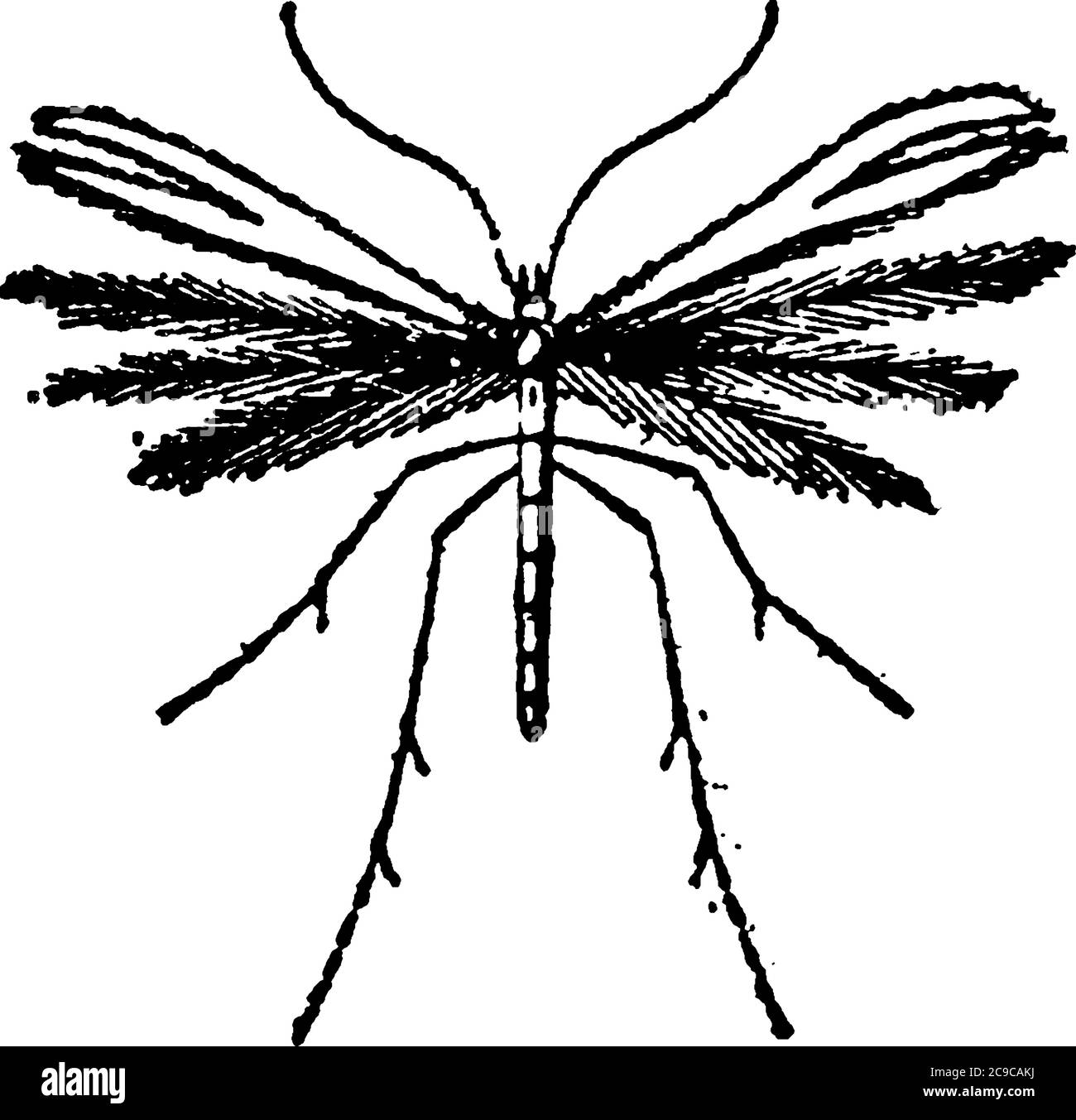 Questo tipo di insetti è notevole dalla peculiare conformazione delle loro ali. Ciascuno degli organi della falda è diviso longitudinalmente in più Illustrazione Vettoriale