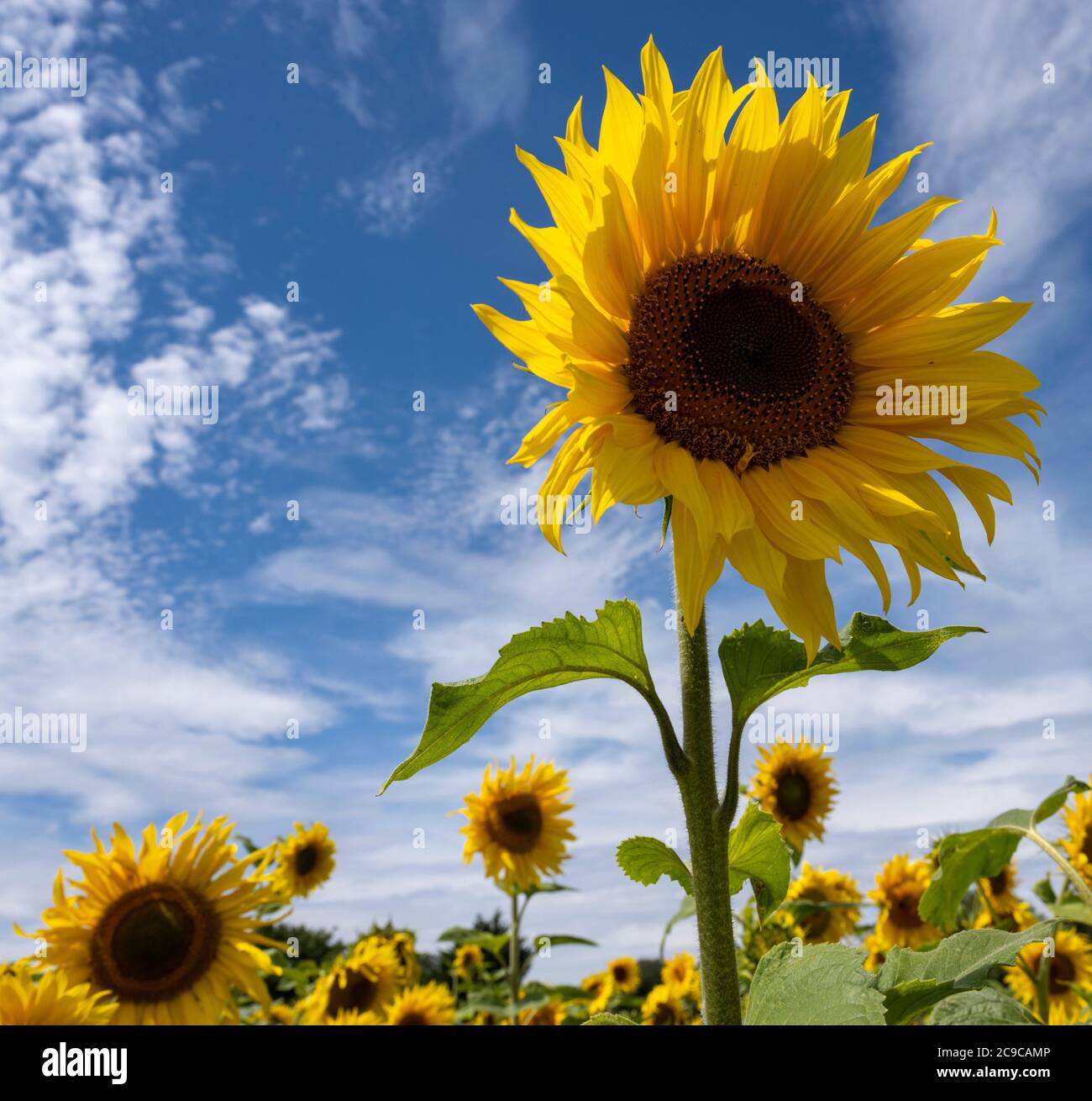Sun Flower - Helianthus annuus Foto Stock