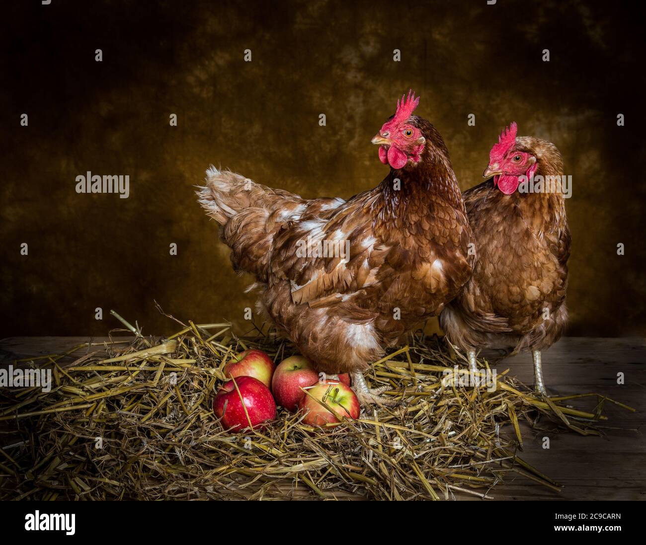 Galline con mele rosa signora in studio Foto Stock
