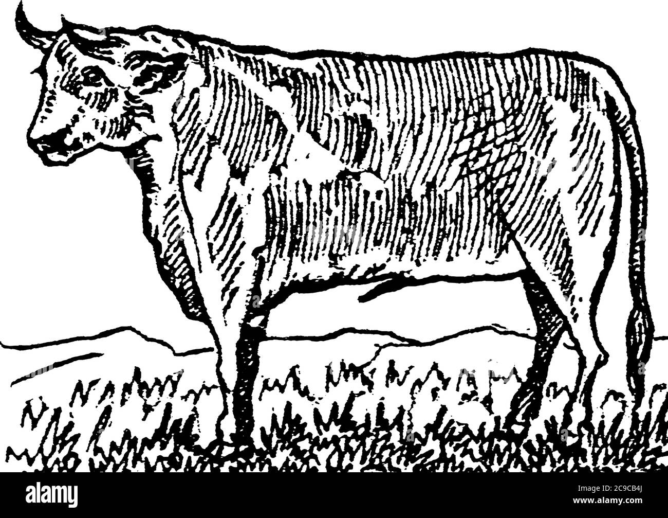 Un bue, chiamato anche come un giovenco in Australia e in India, è un bovino addestrato come animale da traino o da cavalcare. I buoi sono comunemente castrati maschi adulti Illustrazione Vettoriale