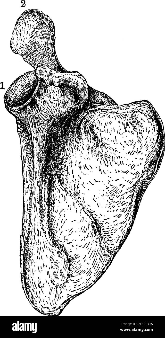 Una rappresentazione tipica della lama della spalla, l'osso della scapola umana, con le sue parti etichettate, disegno di linea vintage o illustrazione dell'incisione. Illustrazione Vettoriale