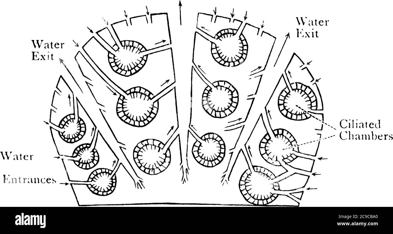 Le spugne sono organismi acquatici multicellulari, membri del phylum Porifera. Questa figura rappresenta Sponge commerciale, disegno di linea vintage o incisione Illustrazione Vettoriale