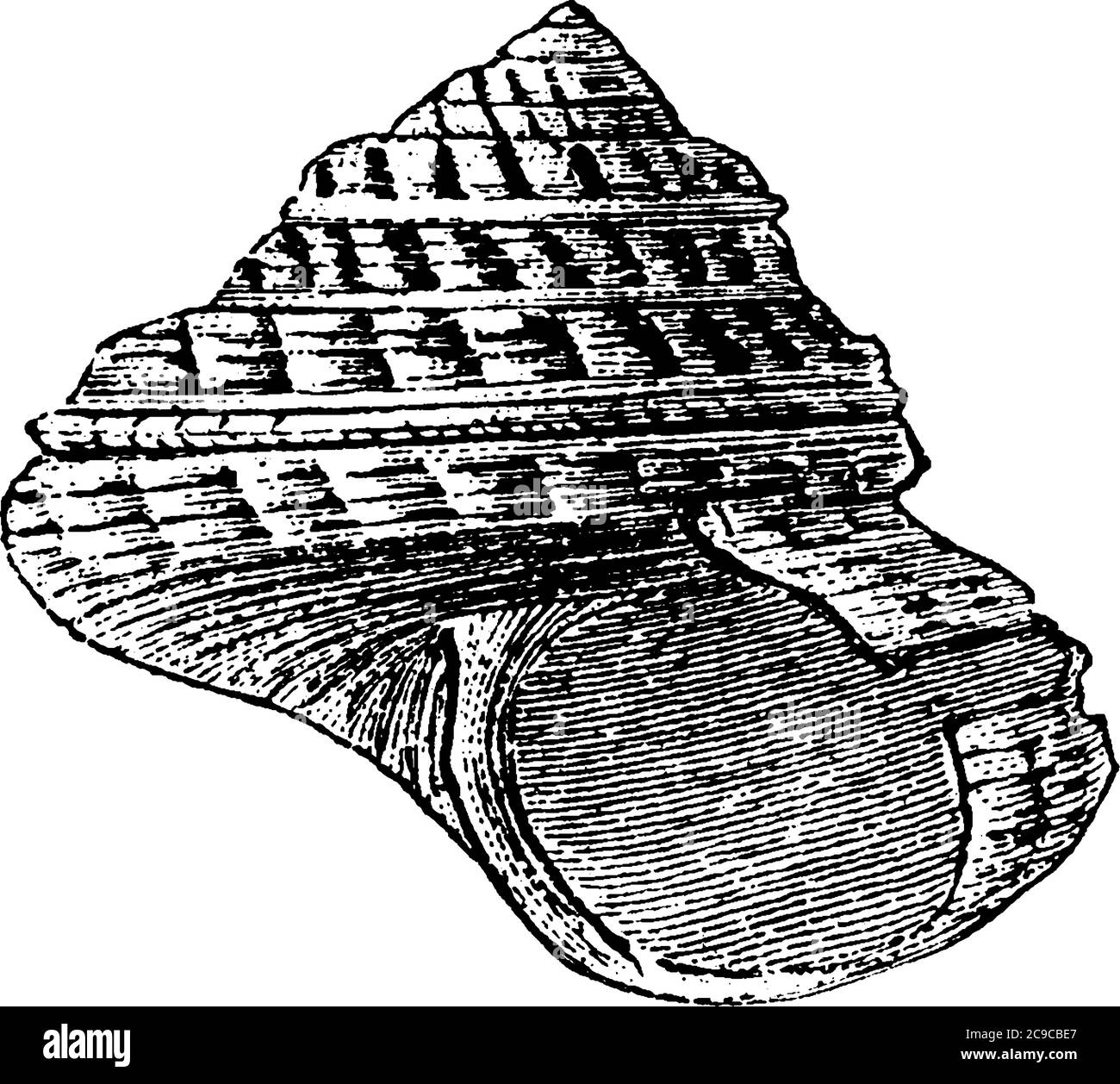 La conchiglia, che è larga, dura e corta, creata da animali che vivono in mare, disegno di linea d'annata o illustrazione di incisione. Illustrazione Vettoriale