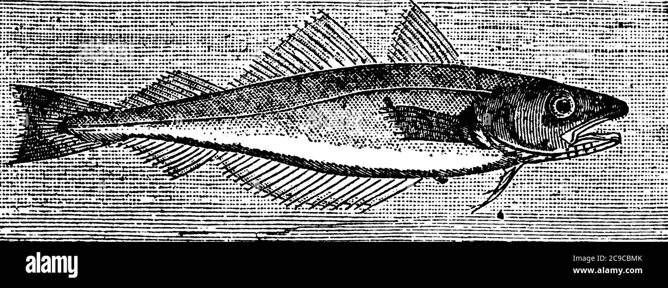 Il pesce chiamato il merlano è catturato in gran numero con gancio e linea. Il pesce deriva il suo nome inglese dalla bianchezza perlacea della sua carne, W. Illustrazione Vettoriale