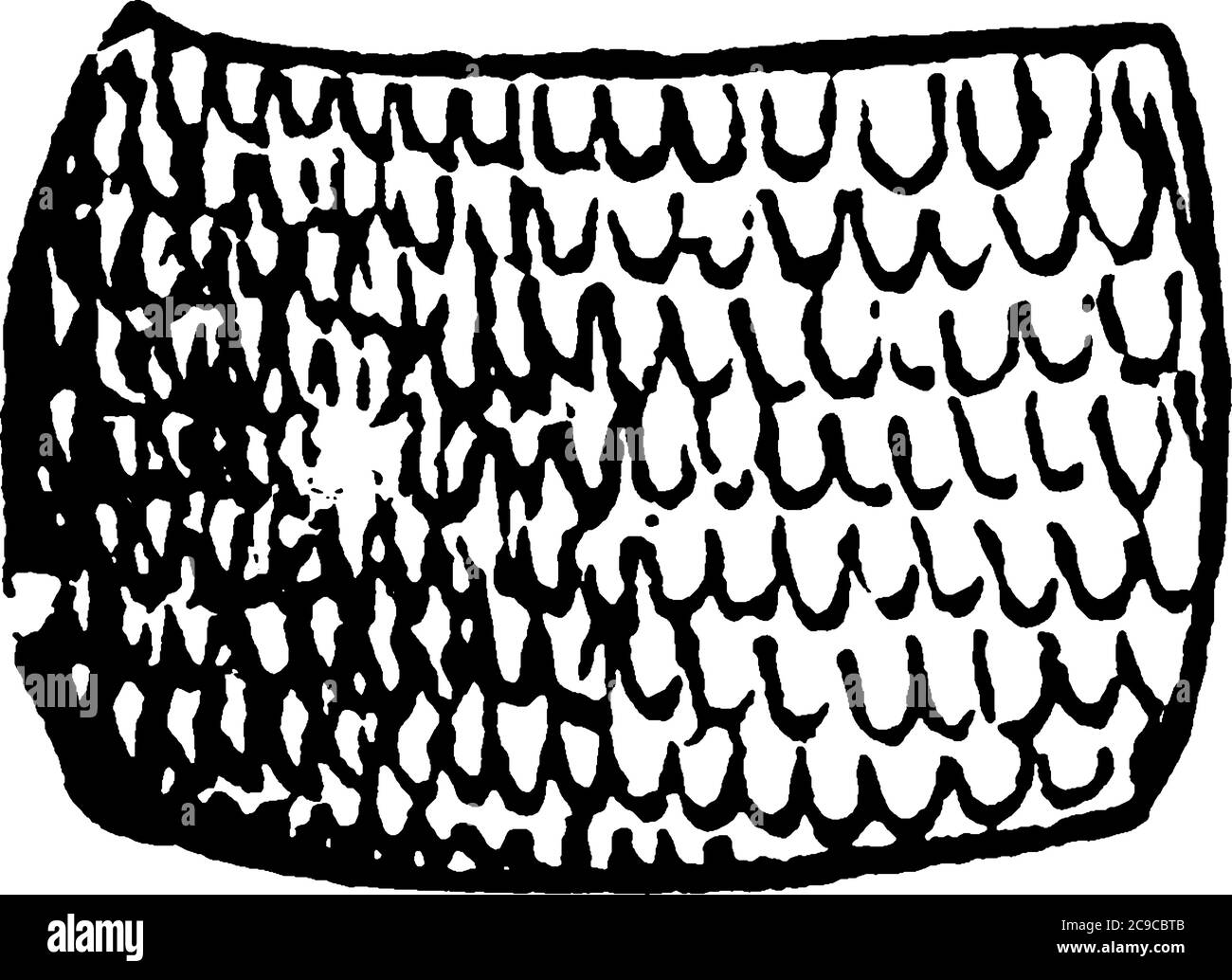 Il dettaglio strutturale e la rappresentazione della specie, Paleacrita vernata, disegno di linee d'annata o illustrazione dell'incisione. Illustrazione Vettoriale