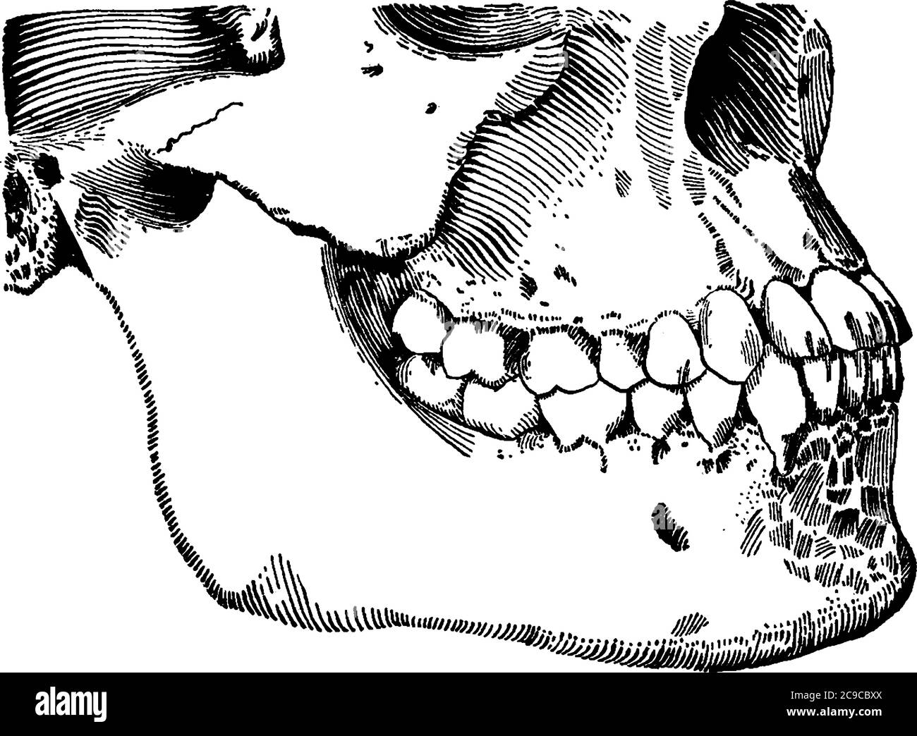 Le aree della bocca e della faringe dei vertebrati sono quelle in cui si trovano i denti e le ganasce, il disegno di linee vintage o l'illustrazione dell'incisione. Illustrazione Vettoriale