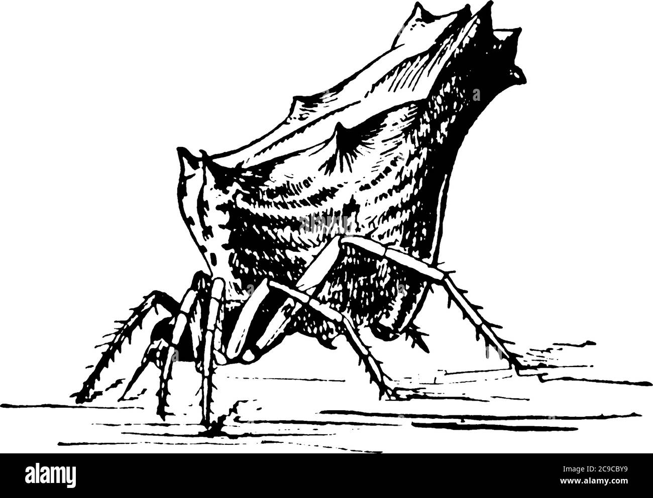 I ragni sono arachnidi con due segmenti del corpo, otto gambe, senza ali o antenne e non sono in grado di masticare., disegno di linea vintage o incisione illustratio Illustrazione Vettoriale