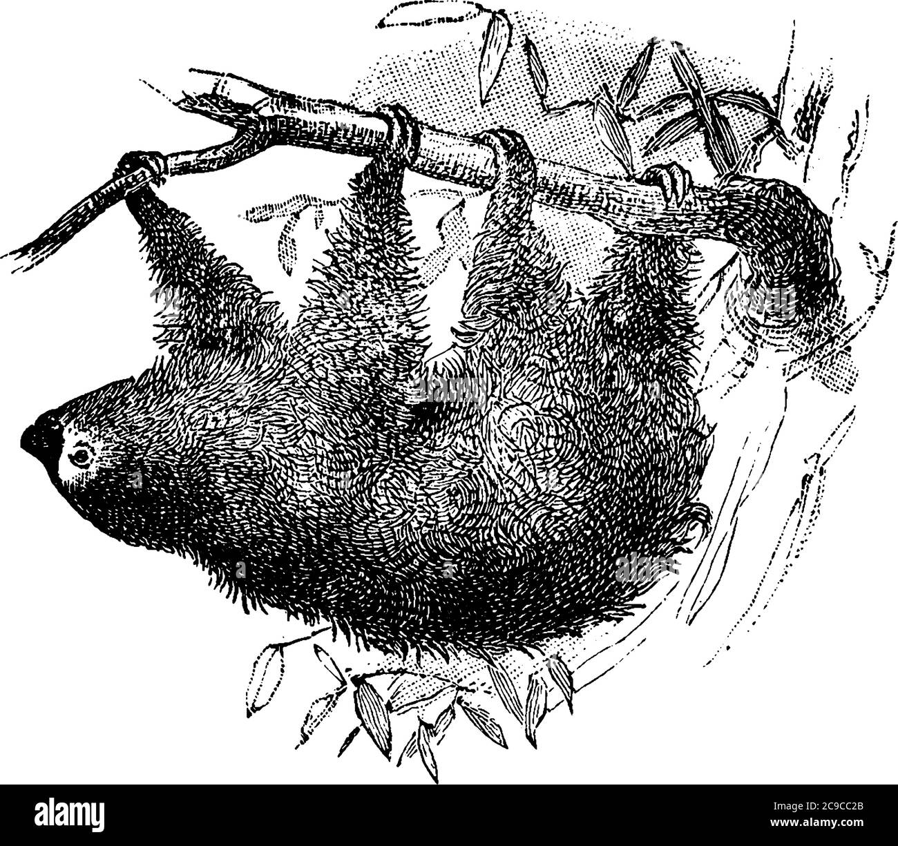 Un genere di mammiferi dentati tardigradati, compresi i bradipi unau o a due punte. Il nome Tardigradum significa escursionista lento e ha una lunga, pelliccia shaggy e un uomo Illustrazione Vettoriale