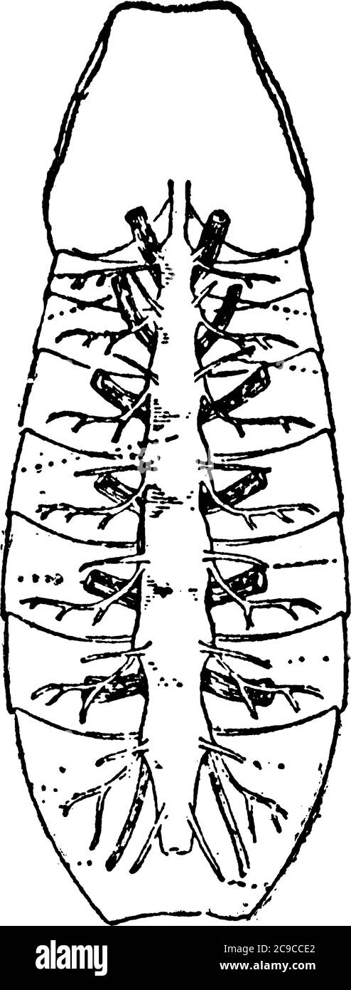 Una rappresentazione tipica della ghiandola coxale destra del polifemo del Limulus, che rappresenta, sono quattro lobi trasversali, lobo longitudinale e bor posteriore Illustrazione Vettoriale