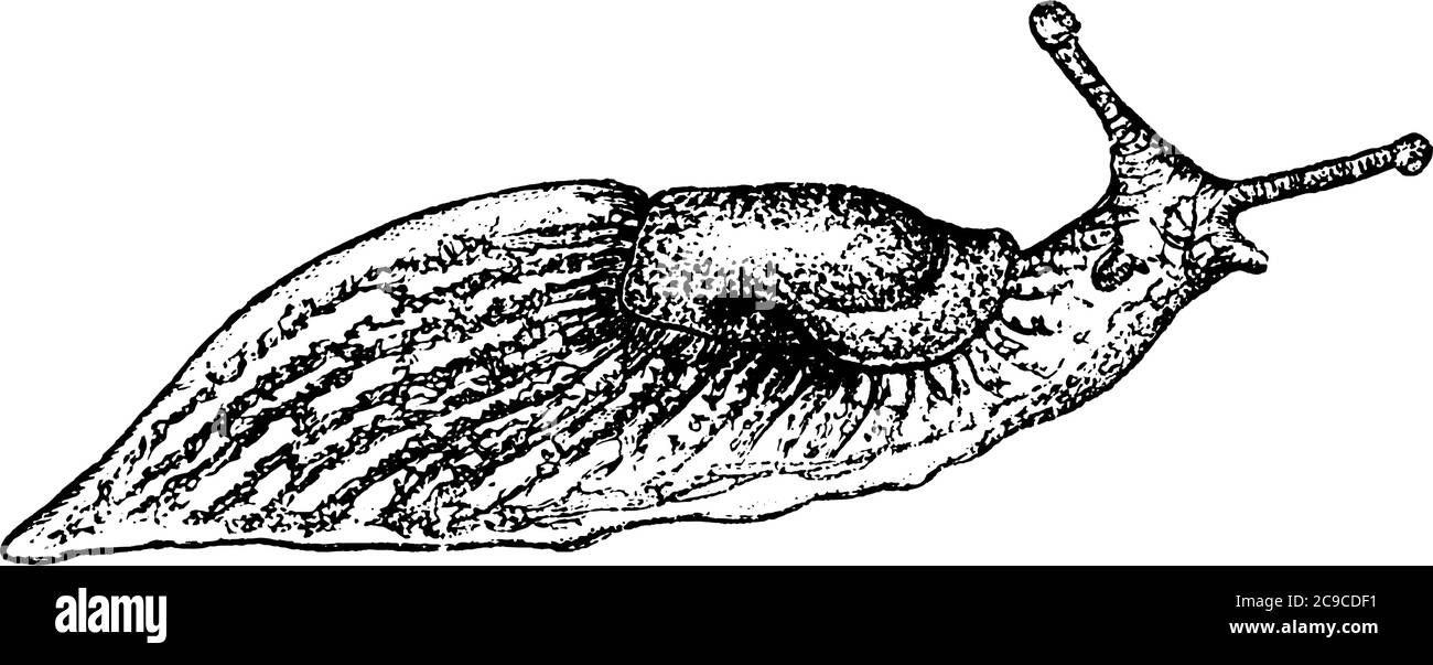 Slug, o slug terra, è un nome comune per qualsiasi mollusco gasteropodi terrestri apparentemente senza guscio, disegno di linea vintage o illustrazione di incisione. Illustrazione Vettoriale