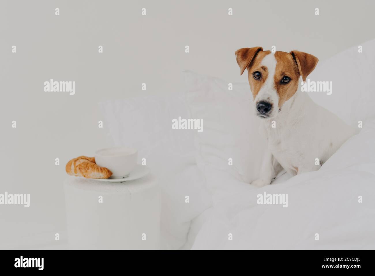 Buongiorno, colazione, animali, concetto di risveglio. Carino jack pedigree russel terrier cane rimane in comodo letto, piatto con caffè e croissant n Foto Stock