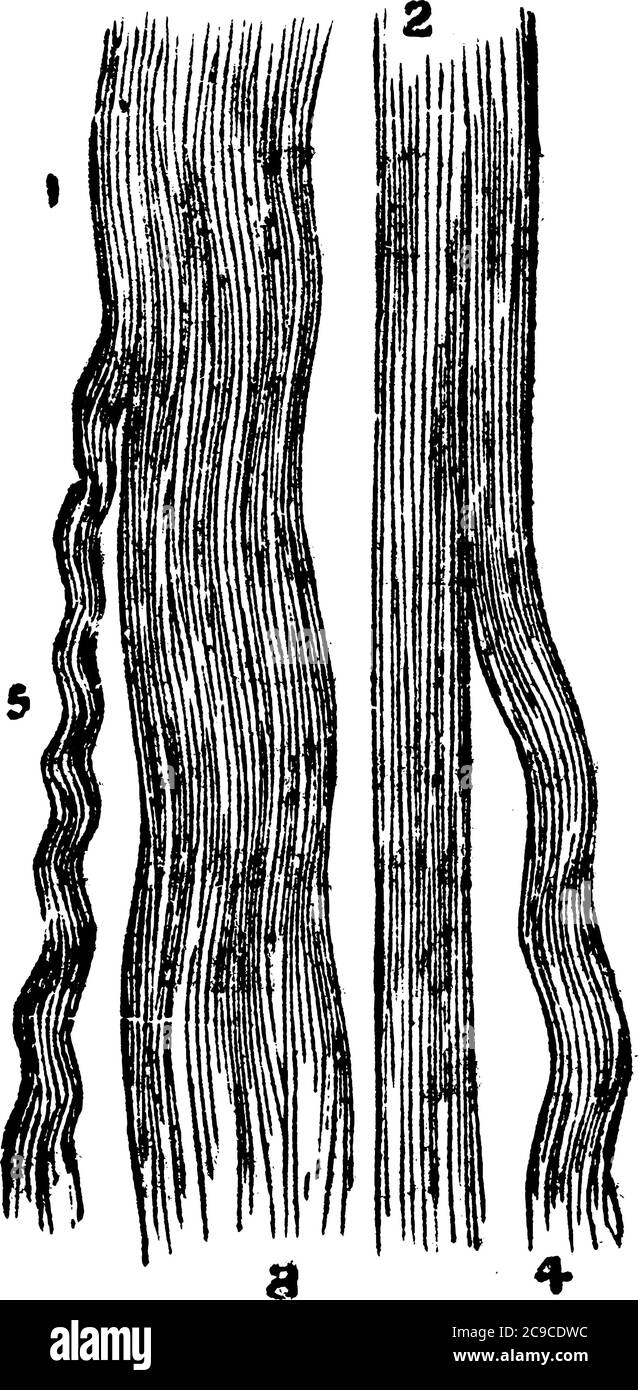 Struttura del tessuto connettivo, lega o separa altri tessuti o organi, disegno di linee d'annata o illustrazione dell'incisione. Illustrazione Vettoriale