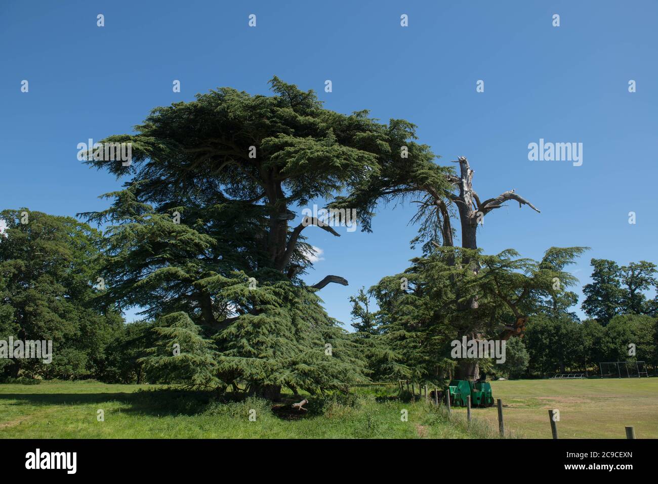 Summer Foliage di un cedro sempreverde conifero del Libano albero (Cedrus libani) con un cielo blu luminoso sfondo in un parco in Devon Rurale, Inghilterra, Regno Unito Foto Stock