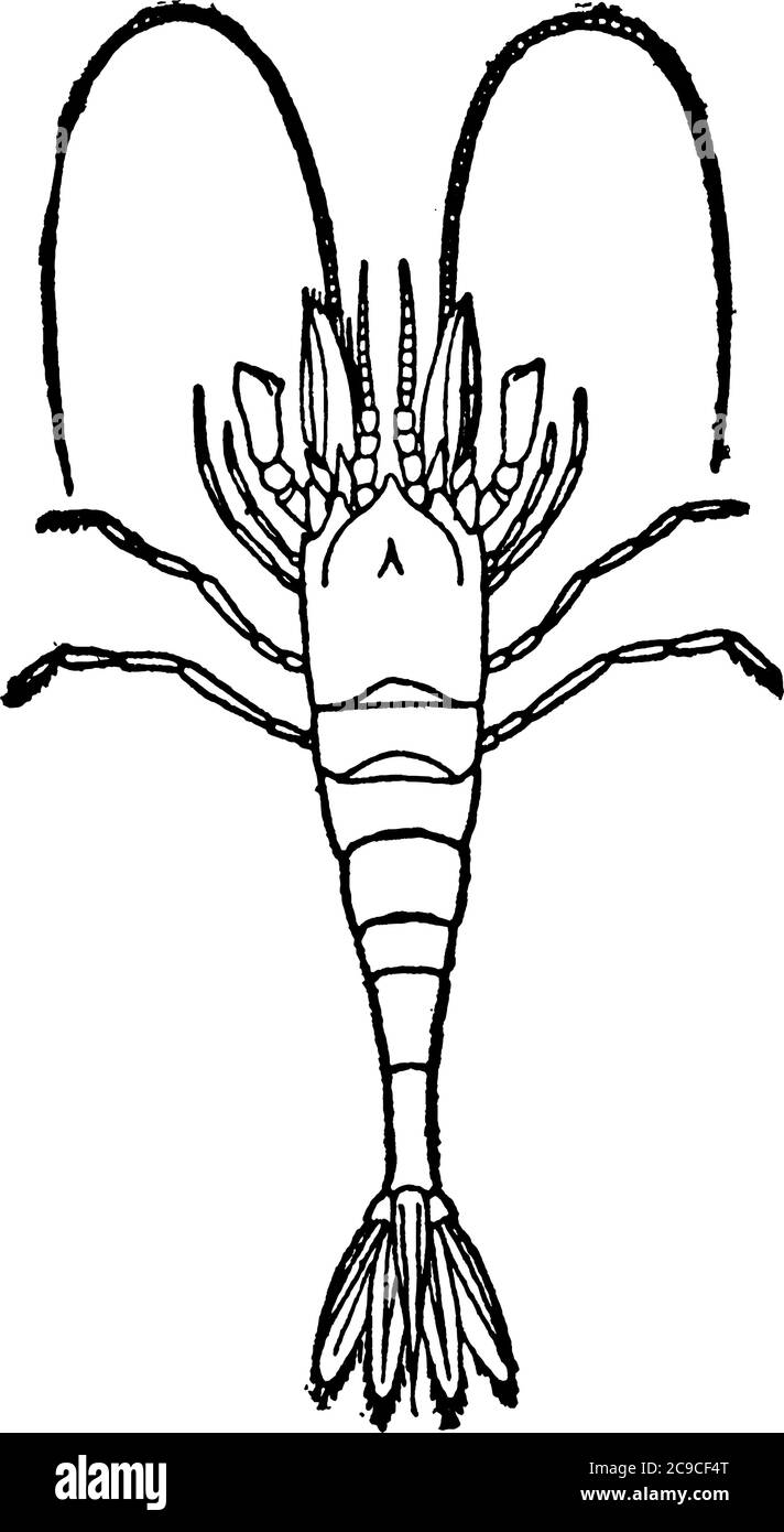 Un gamberetto comune, un genere della crustacea decapod che è senza alare con un corpo e un'antenna lunghi e sottili, disegno di linee d'epoca o rapporto di illustrazione dell'incisione Illustrazione Vettoriale