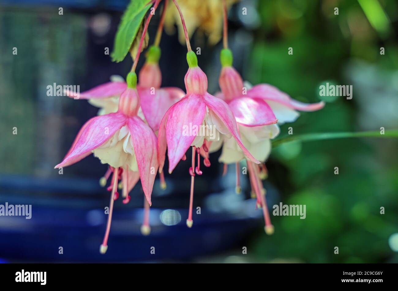 Fucschia giardino fiore, primo piano rosa e bianco blom su un fuoco morbido sfondo di altri fucsia e una ceramica blu vaso di fiori Foto Stock