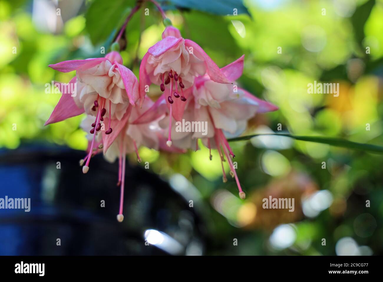 Due fiori fuschia giardino rosa e bianco con attenzione sulla stampa su uno sfondo appicciato in una giornata di sole Foto Stock