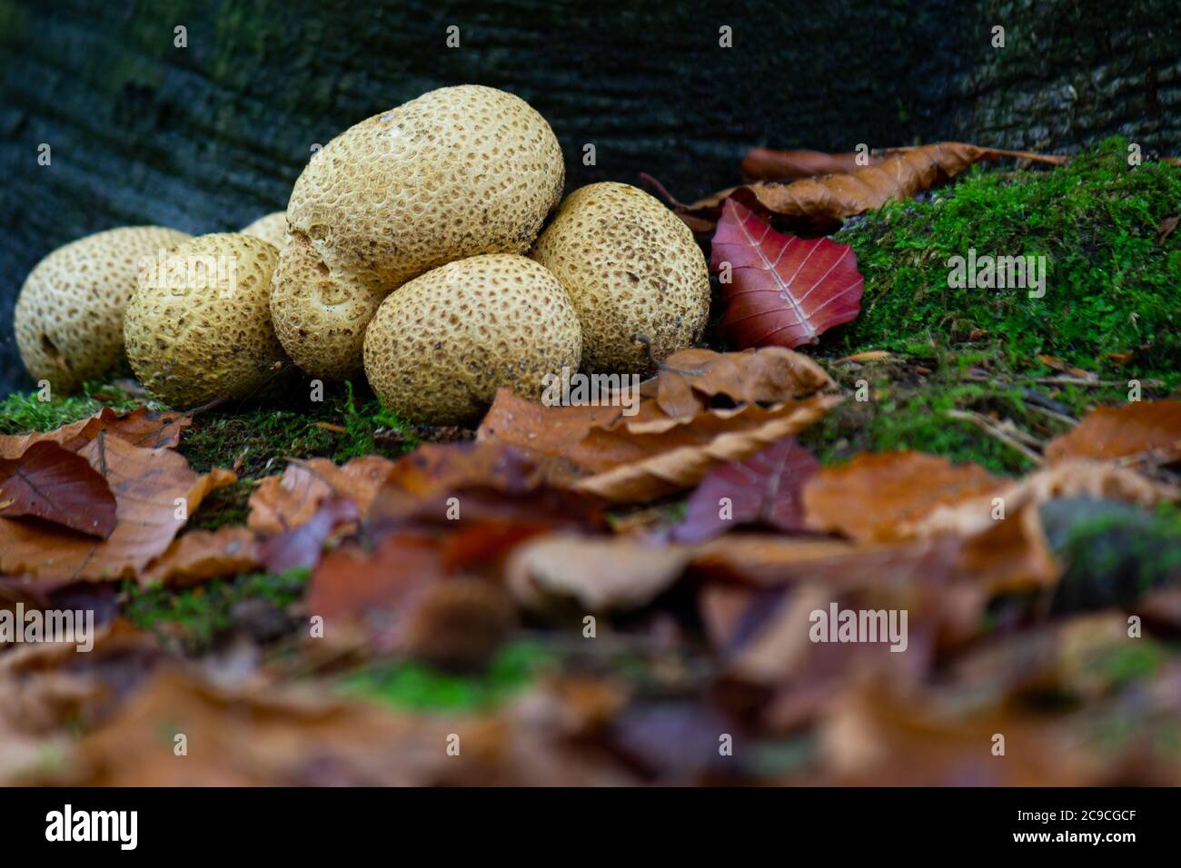 Funghi palla di terra (Scleroderma verrucosum) con foglie cadute e tronco di albero sullo sfondo Foto Stock