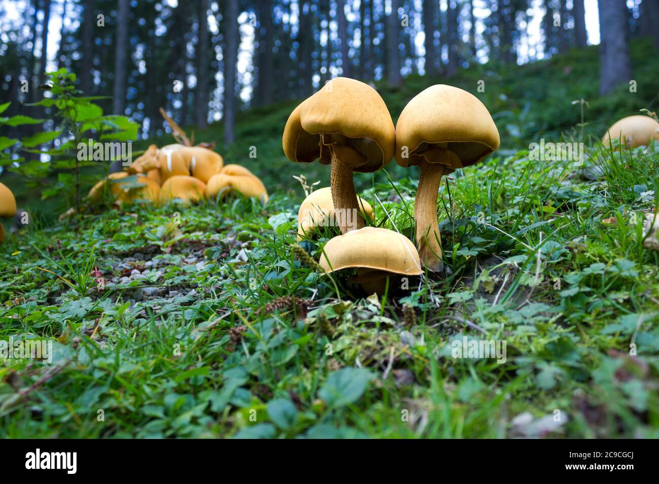 Fungo di tufo di zolfo (Hypholoma fasciculare) in foresta di conifere con sfondo sfocato Foto Stock