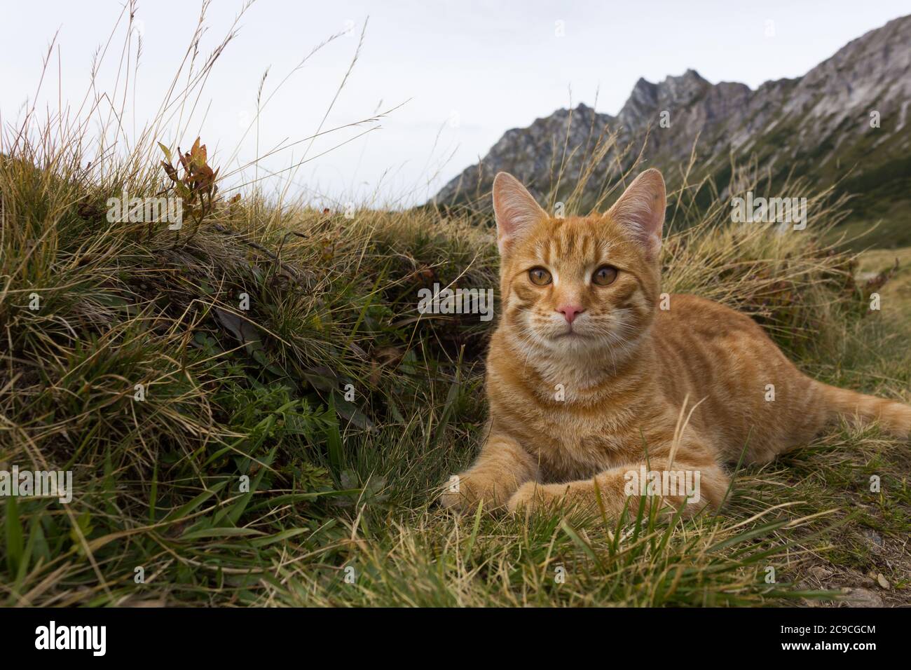 Adorabile gatto domestico che giace nell'erba su un prato di montagna nelle alpi Foto Stock