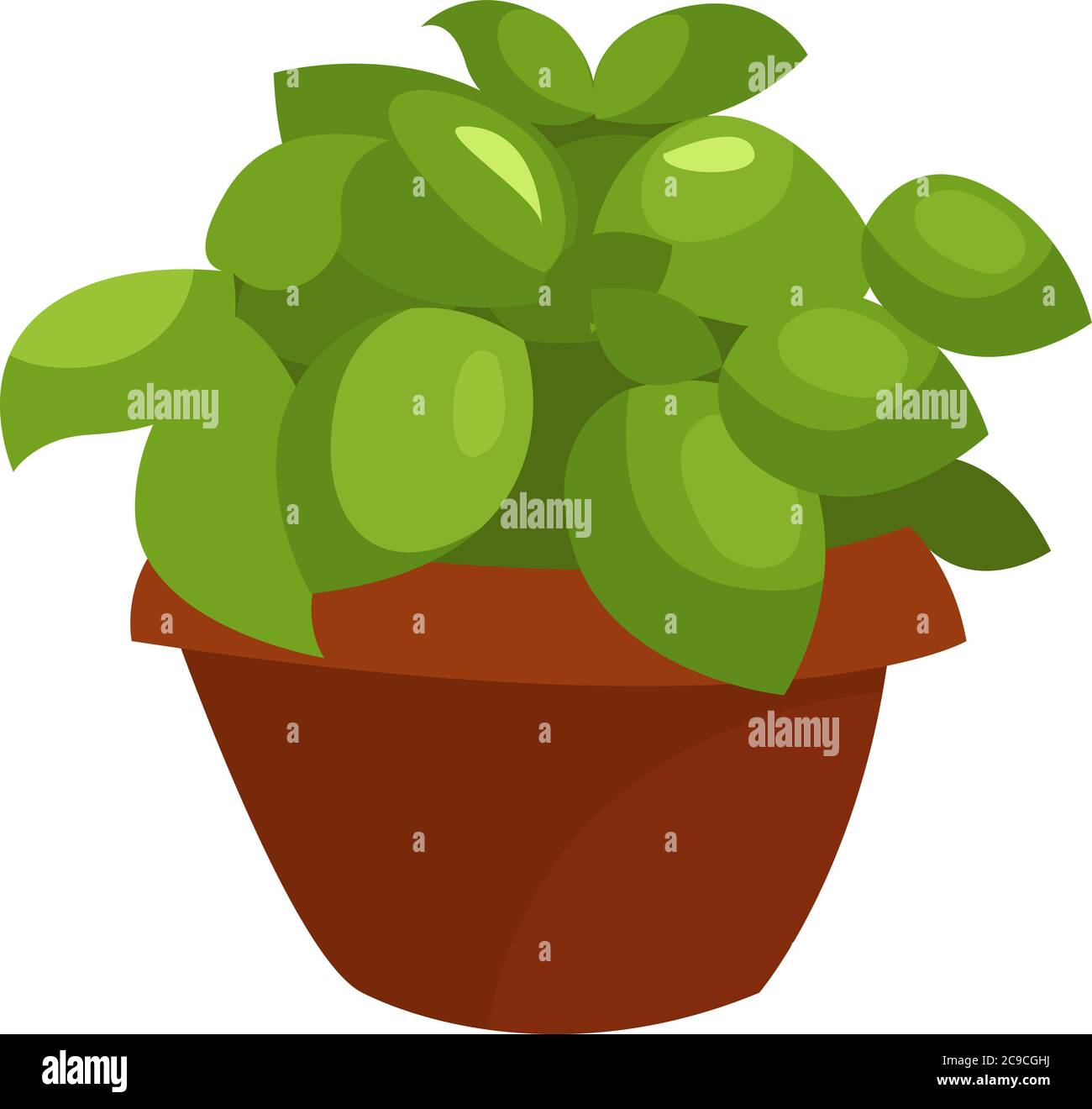 Pianta di basilico, illustrazione, vettore su sfondo bianco Illustrazione Vettoriale