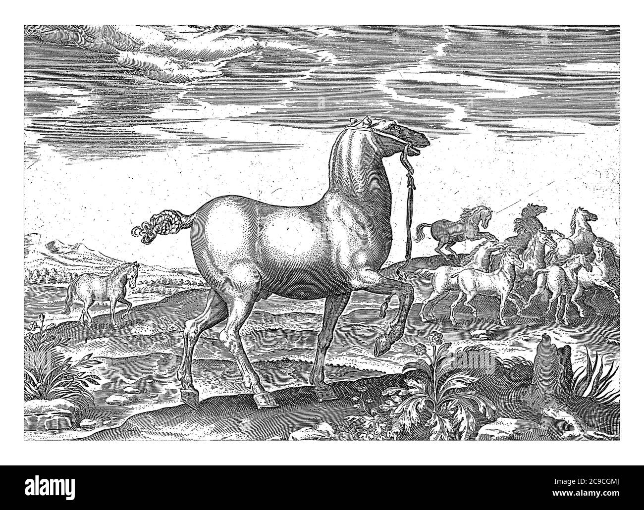 Mandria di cavalli selvatici, anonima, dopo Hendrick Goltzius, dopo Jan van der Straet, 1624 - prima del 1648 in primo piano un cavallo in profilo. Nel bac Foto Stock