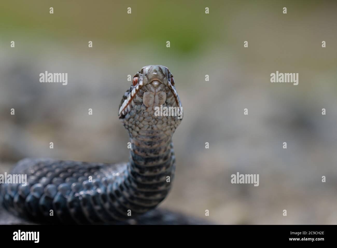 Vipera comune europea (vipera berus), trovato prendere il sole su una piccola strada. Foto Stock