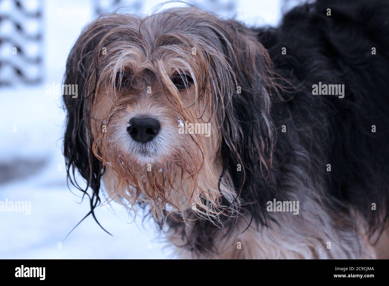 Un cane anziano non purebred vagato sulla strada in inverno Foto Stock