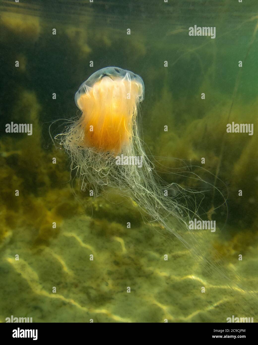 Pesci maniacale Lions che nuotano sott'acqua Foto Stock
