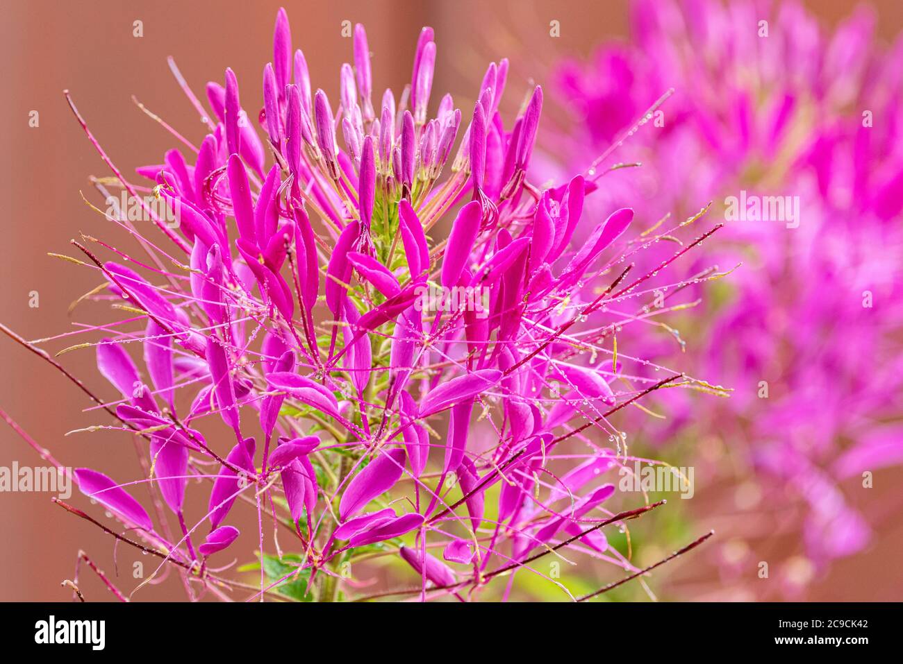 Lilach Cleome Spider Flower, RHS Gardens, Wisley, Regno Unito Foto Stock