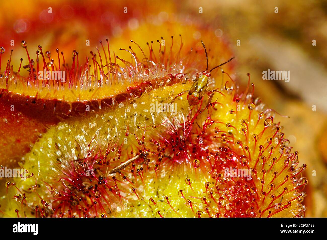 Setocoris droserae, un bug che vive sulle foglie Drosera squamosa, una rugiada carnivora nel suo habitat naturale nel sud-ovest dell'Australia occidentale Foto Stock