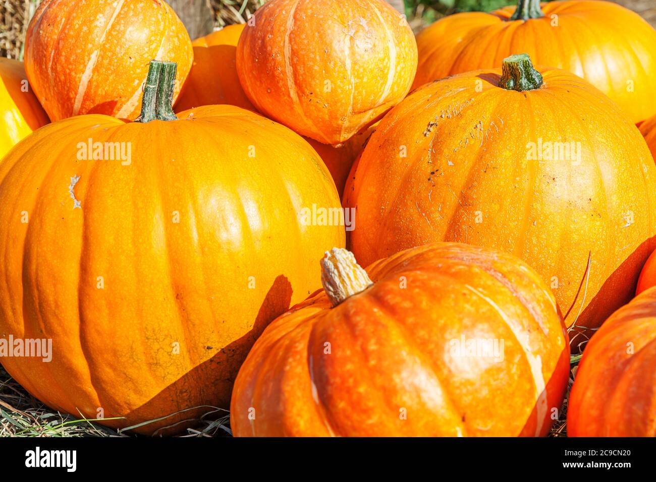 Naturale autunno vista zucca su eco fattoria sfondo. Sfondo ispirato a ottobre o settembre. Cambiamento di stagione, concetto di cibo biologico maturo. Festa di Halloween giorno del Ringraziamento Foto Stock