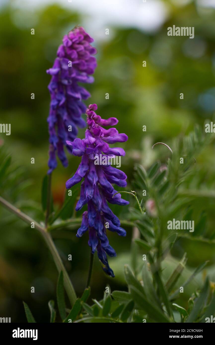 Il Vetch Tufted è un fiore comune e diffuso di praterie e pascoli antichi. Questi hanno i tipici baccelli di legume e la struttura di fiore tubolare Foto Stock