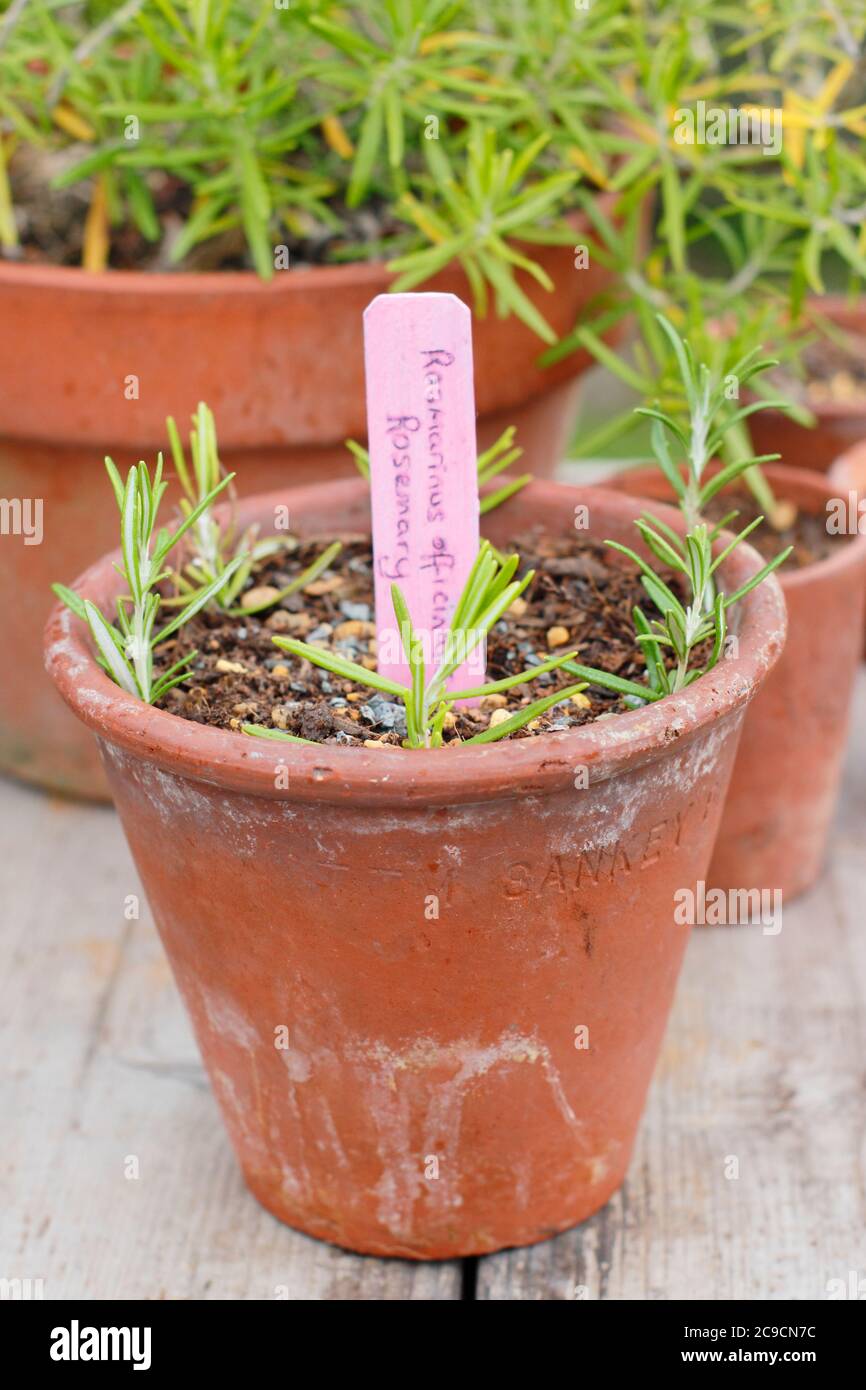 Rosmarino officinalis. Talee di rosmarino propagato da gambi di legno molle pronti per il posizionamento in un ambiente protetto e umido. Foto Stock