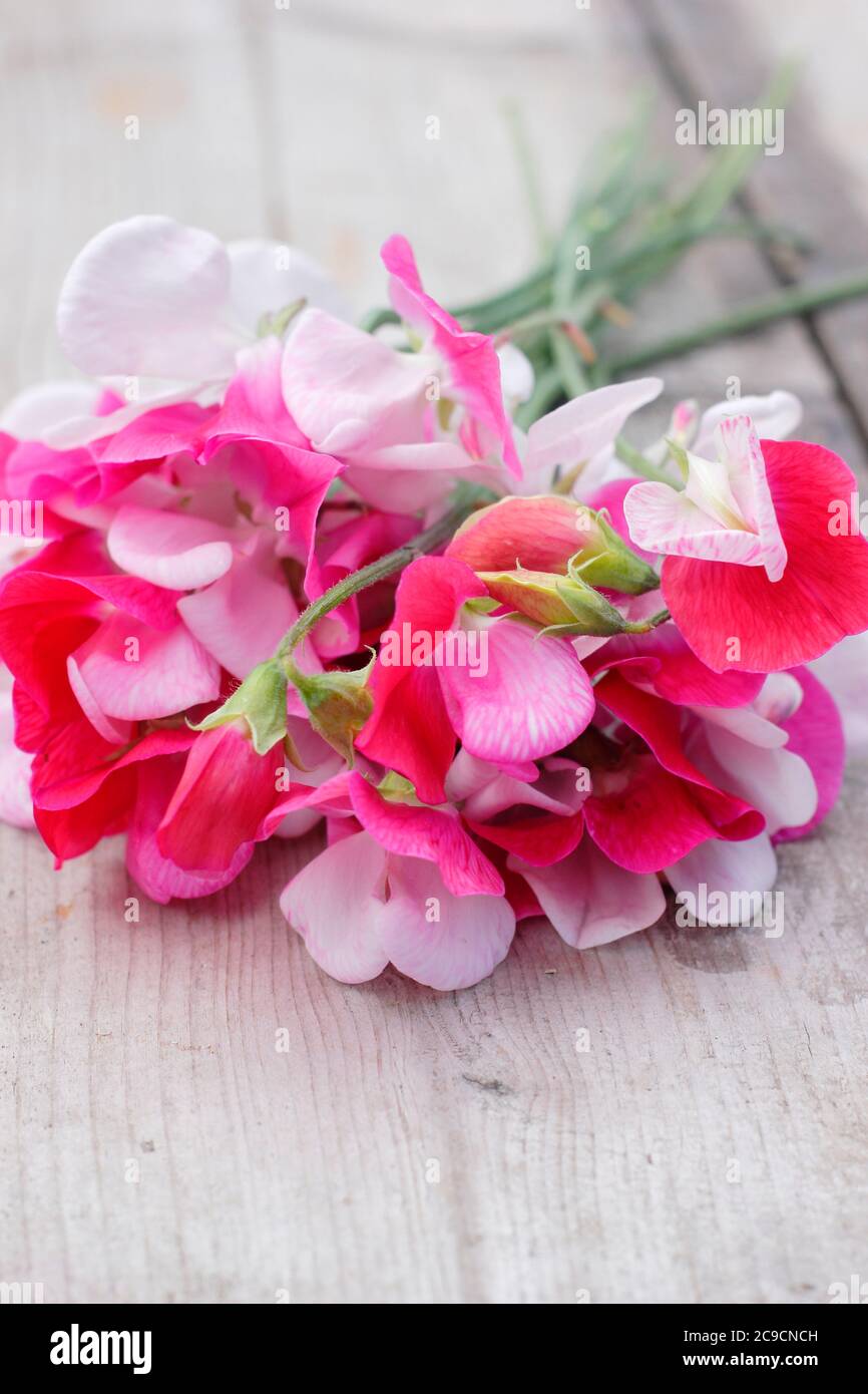 Lathyrus odoratus 'Cappuccetto Rosso'. Mazzo di fiori di piselli dolci su tavolo da giardino in legno Foto Stock