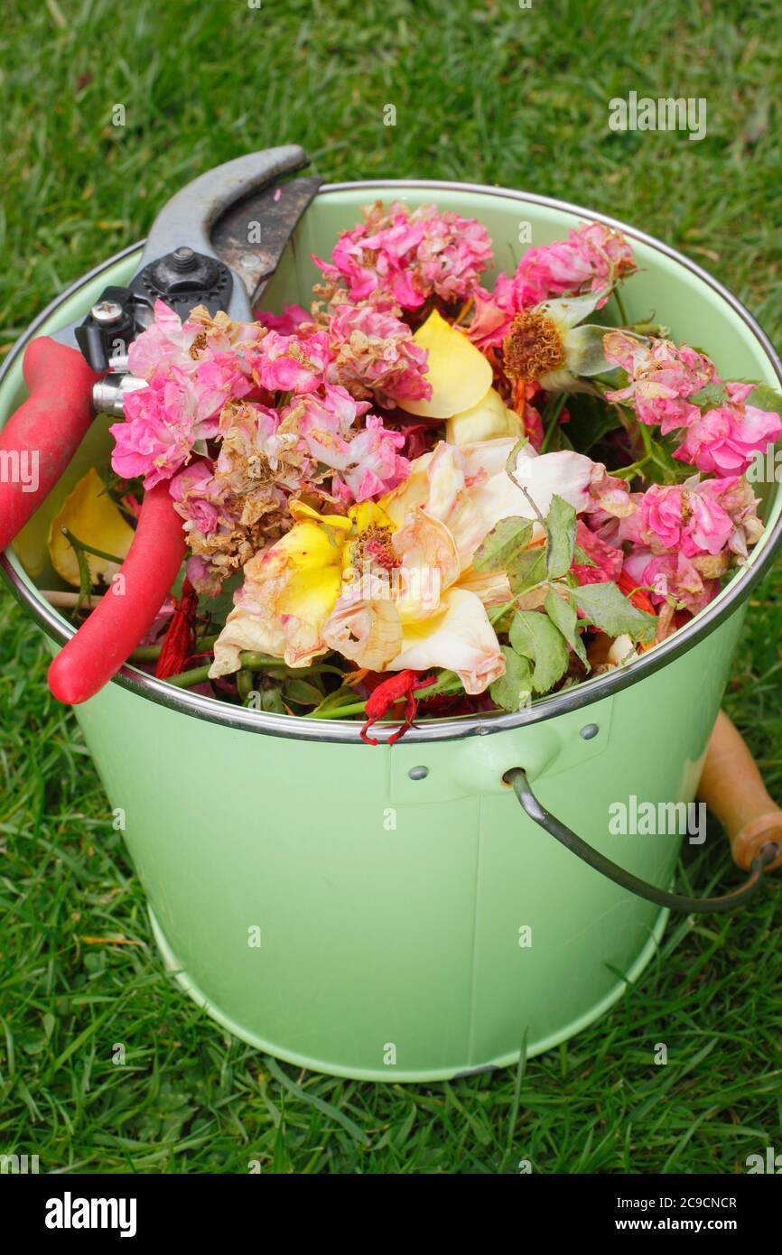 Deadheads dei fiori da un bordo misto del giardino raccolto in un contenitore in estate - salvia, rose, piselli dolci, calendula, allio. Foto Stock