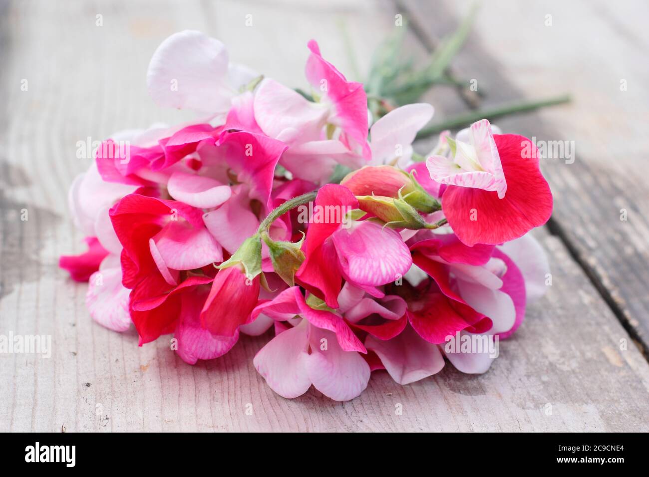 Lathyrus odoratus 'Cappuccetto Rosso'. Mazzo di fiori di piselli dolci su tavolo da giardino in legno Foto Stock