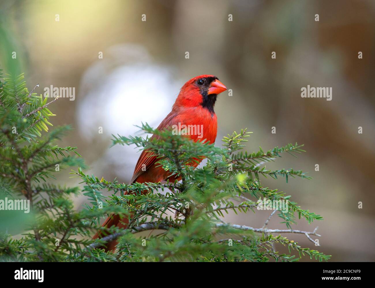 Un cardinale maschile (Cardinalidae) in un albero a Capo Cod, USA Foto Stock