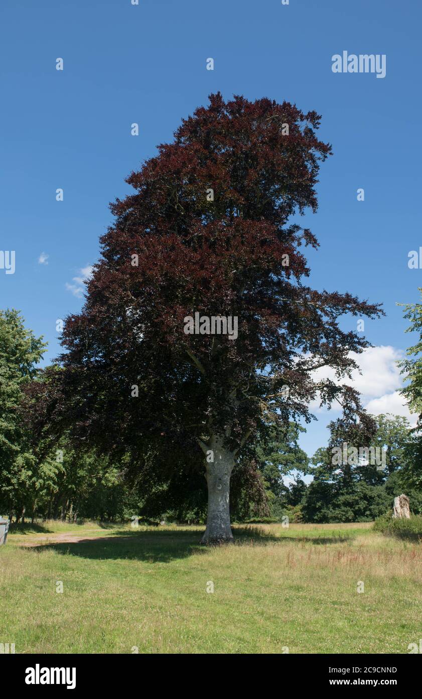 Estate Foliage di un albero di faggio viola o di rame (Fagus sylvatica F. purpurea) con un cielo blu brillante sfondo in un parco in Devon rurale, Inghilterra, Regno Unito Foto Stock