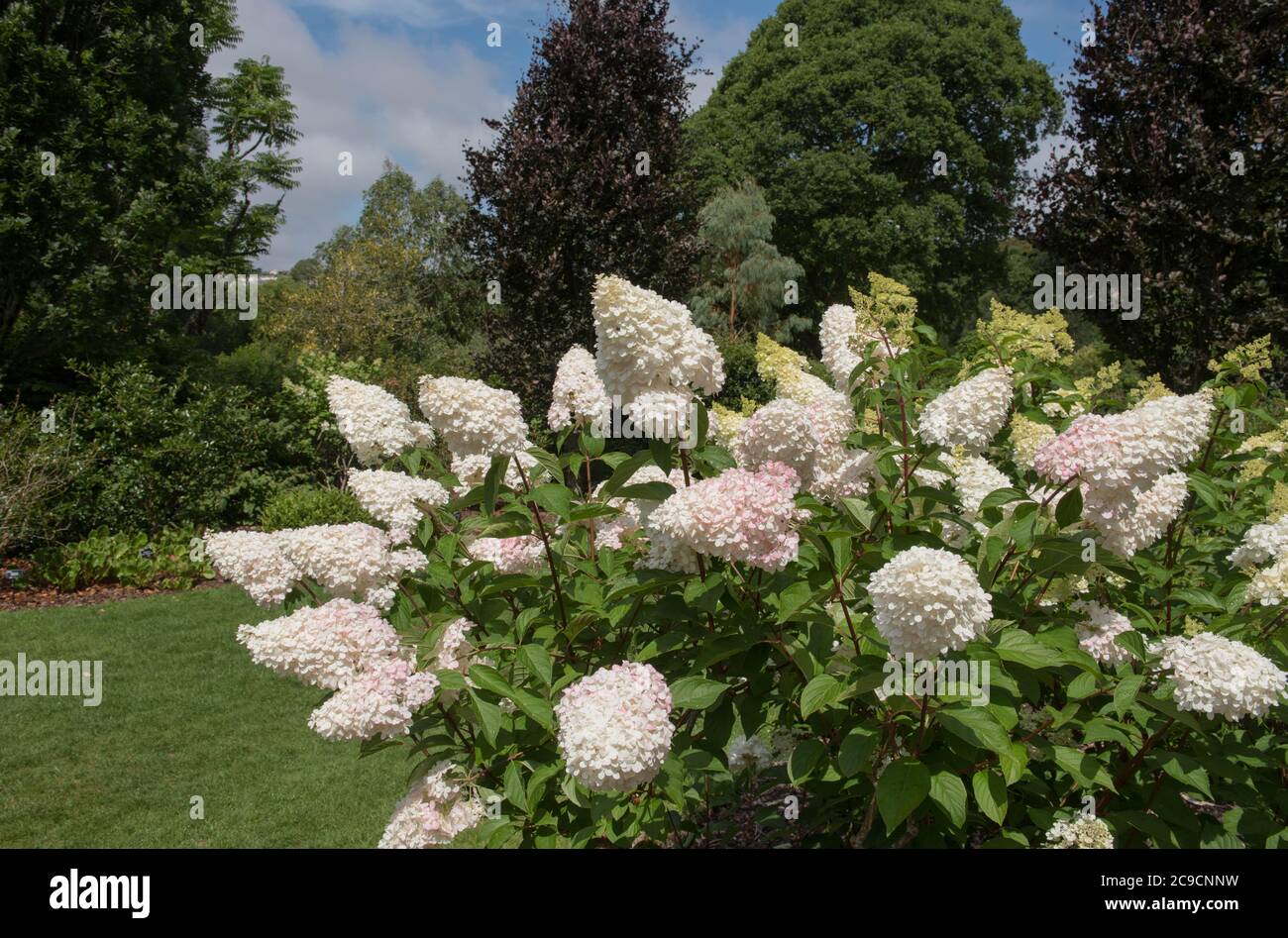 Teste di fiore rosa di un arbusto di Hydrangea Paniculate (Hydrangea paniculata Vanille Fraise 'Rehny') in un giardino rurale in Devon Rurale, Inghilterra, Regno Unito Foto Stock