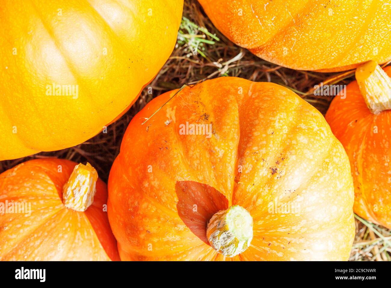 Naturale autunno vista zucca su eco fattoria sfondo. Sfondo ispirato a ottobre o settembre. Cambiamento di stagione, concetto di cibo biologico maturo. Festa di Halloween giorno del Ringraziamento Foto Stock