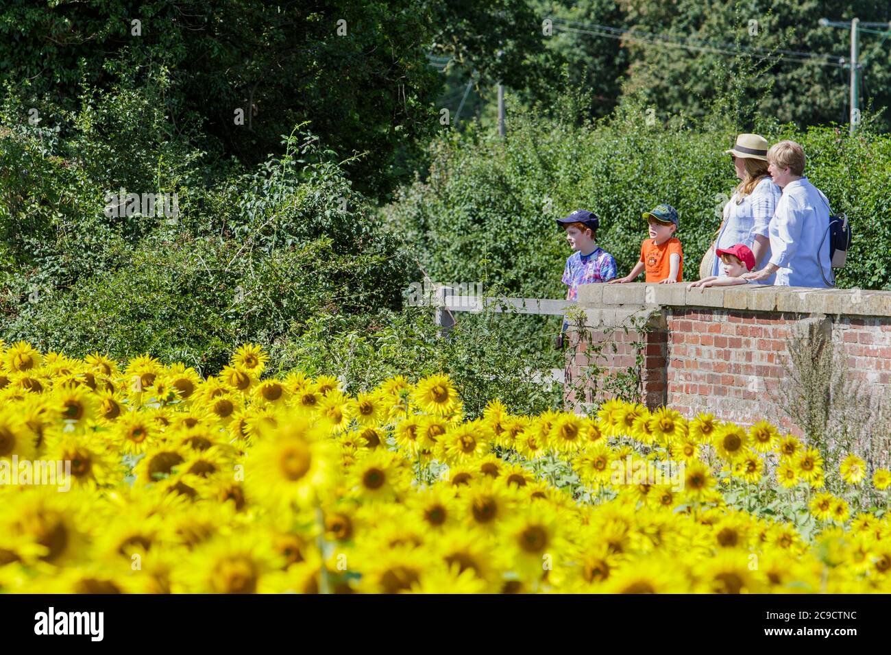 Kellaways, Wiltshire, Regno Unito. 30 luglio 2020. Con molte parti del Regno Unito che si aspettano di sperimentare una mini onda di calore nei prossimi giorni, una famiglia che gode del caldo sole sono raffigurati mentre guardano i girasoli che crescono in un campo vicino al villaggio di Kellaways. Credit: Lynchpics/Alamy Live News Foto Stock