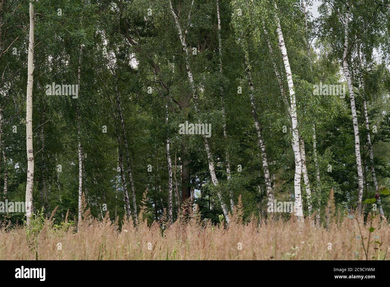 Vista panoramica sulla foresta di betulla. Alti birches che crescono in erba alta. Foto Stock