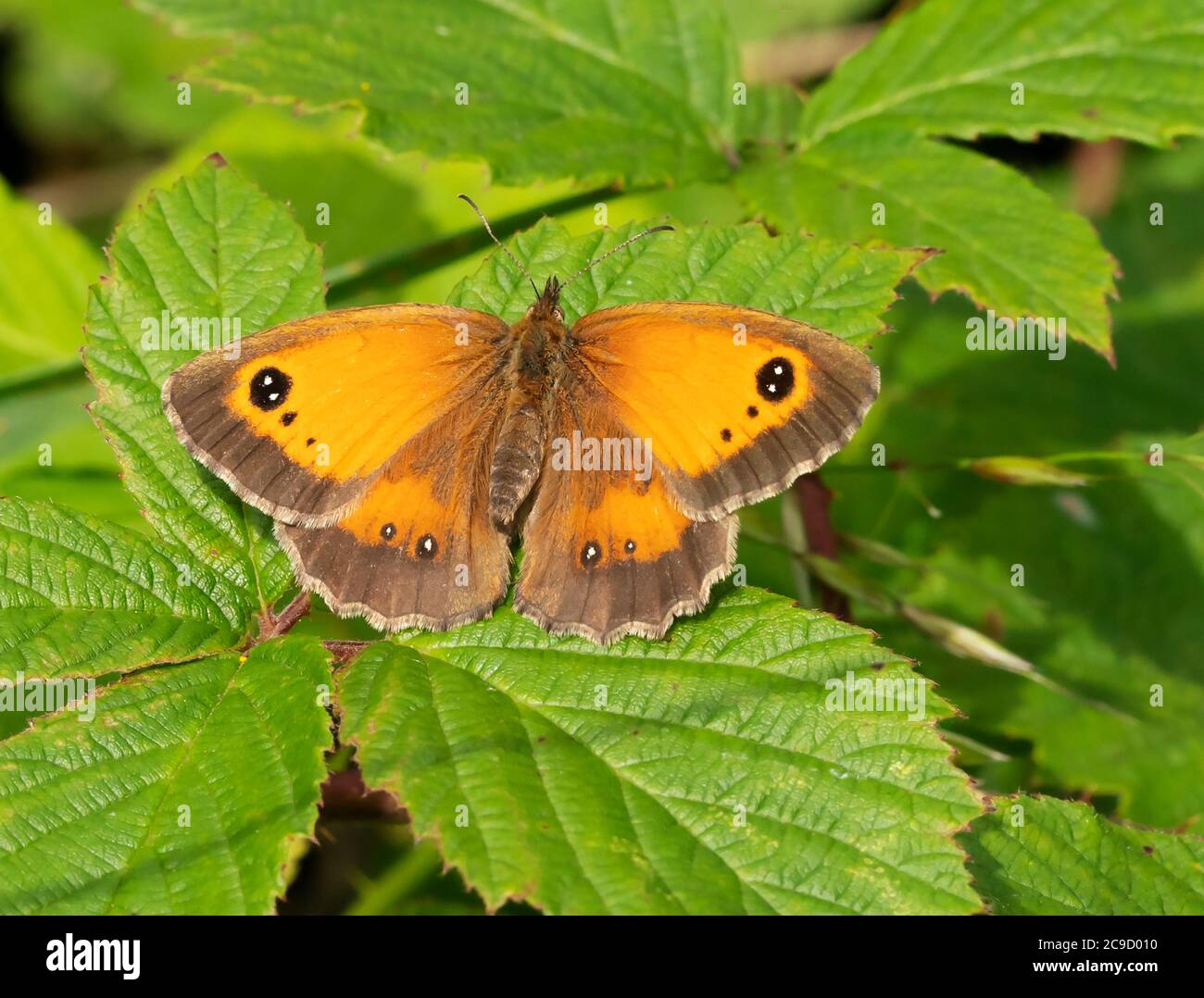 Una farfalla del Gatekeeper (Pyronia tithonus), Oxfordshire Foto Stock