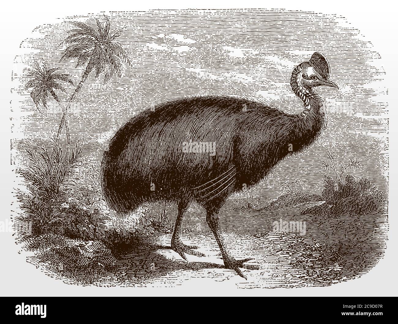 Cassowary meridionale, casuarius in vista laterale in piedi in un paesaggio con palme, dopo un'antica illustrazione del 19 ° secolo Illustrazione Vettoriale