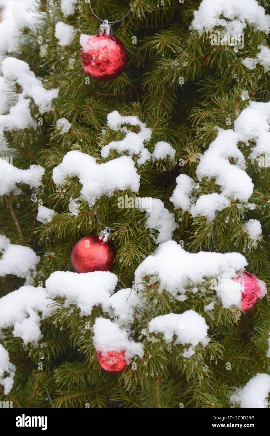 Baubles rosso di natale su un albero verde di conifere con una copertura di neve. Foto Stock